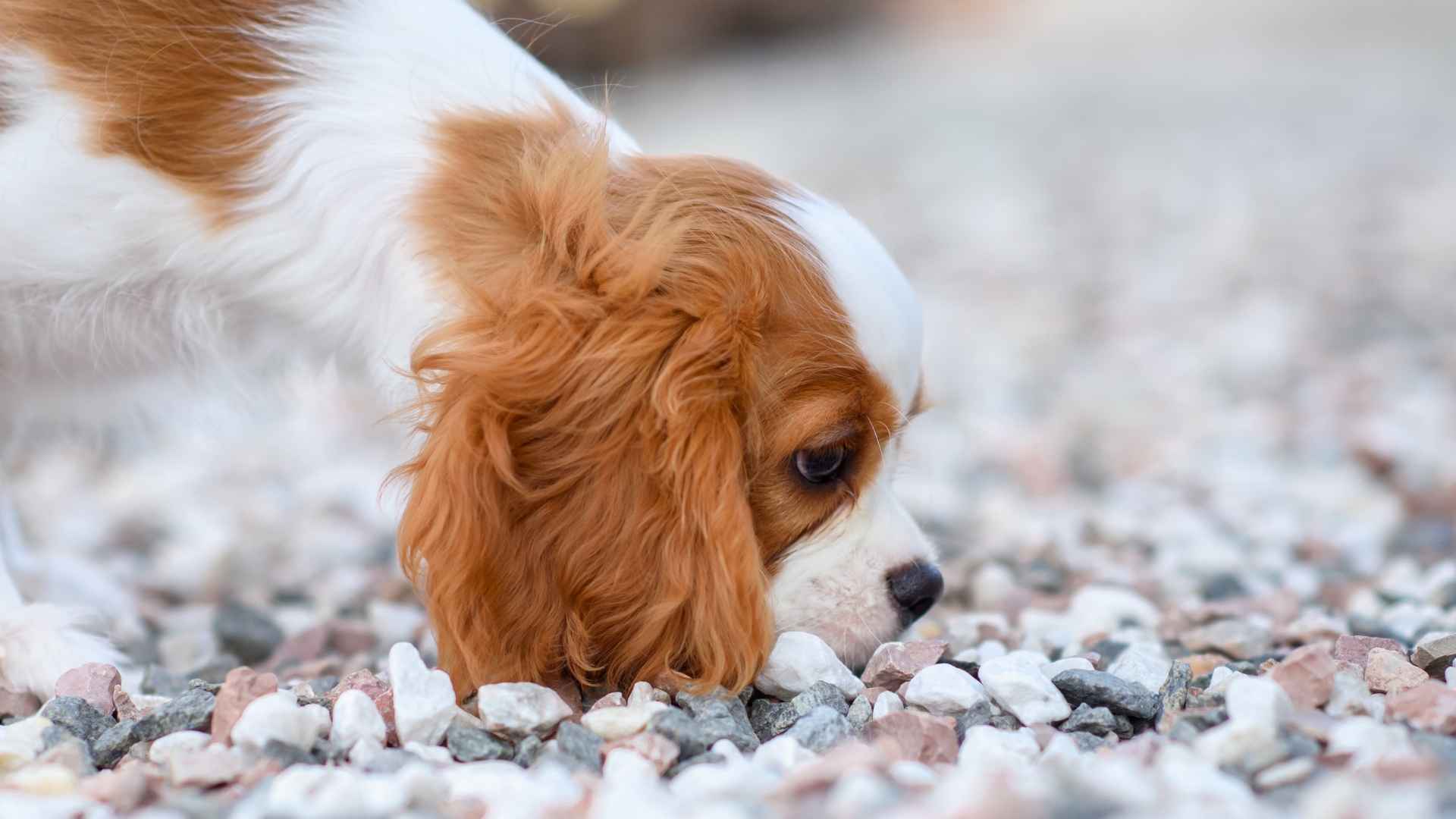 mi perro se ha tragado una piedra síntomas